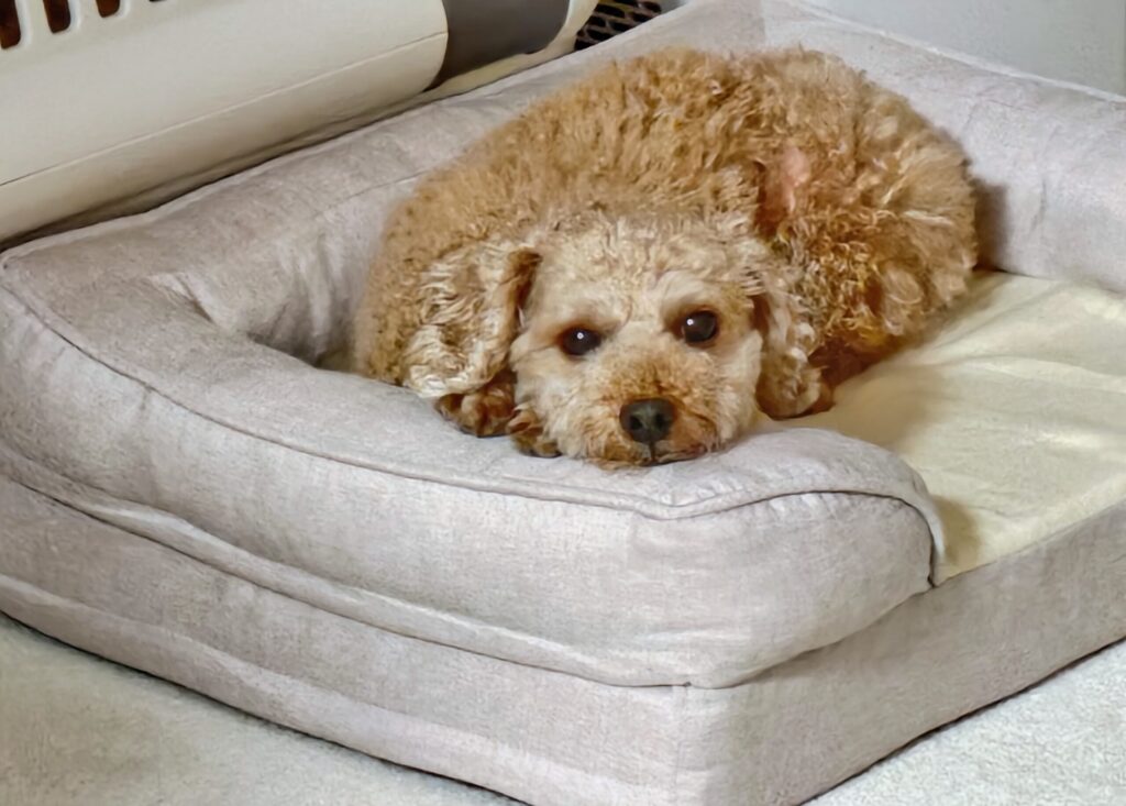 toypoodle-poodle-friedchicken14