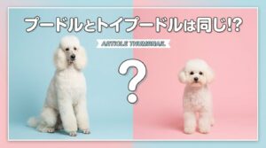 toypoodle-poodle-difference