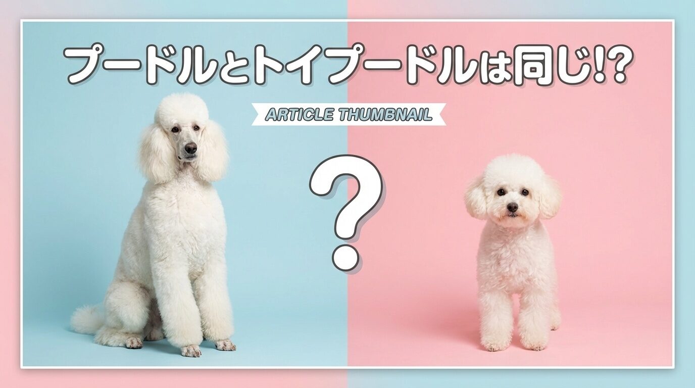 toypoodle-poodle-difference